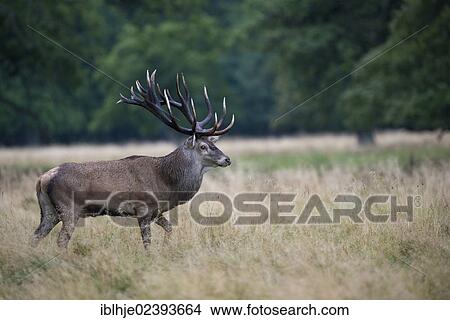 "Red Deer (Cervus elaphus), Denmark, Europe" View Large Photo Image Picture - "Red Deer (Cervus elaphus), Denmark, Europe". Fotosearch