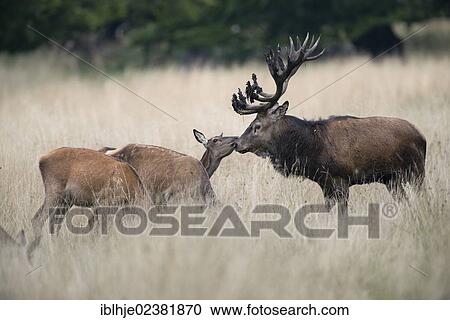 "Red deer (Cervus elaphus), Denmark, Europe" View Large Photo Image Stock Image - "Red deer (Cervus elaphus), Denmark, Europe". Fotosearch