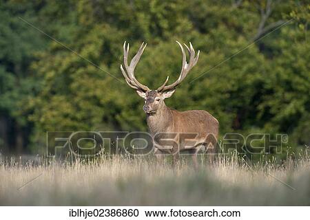 "Red Deer (Cervus elaphus), Denmark, Europe" View Large Photo Image Stock Image - "Red Deer (Cervus elaphus), Denmark, Europe". Fotosearch