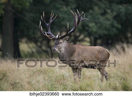 "Red Deer (Cervus elaphus), Denmark, Europe" View Large Photo Image Stock Image - "Red Deer (Cervus elaphus), Denmark, Europe". Fotosearch