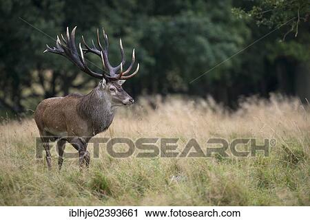 "Red Deer (Cervus elaphus), Denmark, Europe" View Large Photo Image Stock Image - "Red Deer (Cervus elaphus), Denmark, Europe". Fotosearch