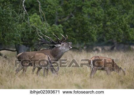 "Red Deer (Cervus elaphus), Denmark, Europe" View Large Photo Image Stock Image - "Red Deer (Cervus elaphus), Denmark, Europe". Fotosearch