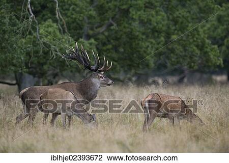"Red Deer (Cervus elaphus), Denmark, Europe" View Large Photo Image Stock Image - "Red Deer (Cervus elaphus), Denmark, Europe". Fotosearch