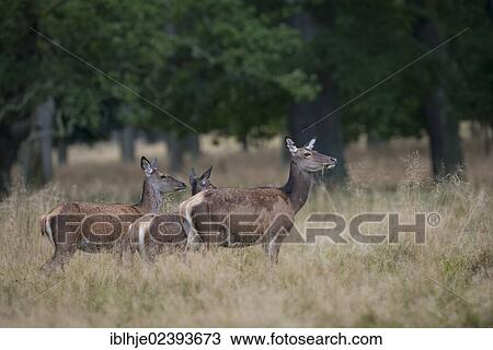 "Red Deer (Cervus elaphus), Denmark, Europe" View Large Photo Image Stock Image - "Red Deer (Cervus elaphus), Denmark, Europe". Fotosearch