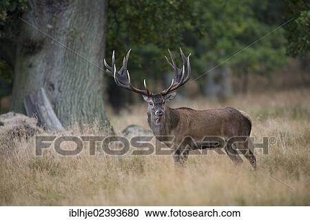 "Red Deer (Cervus elaphus), Denmark, Europe" View Large Photo Image Stock Image - "Red Deer (Cervus elaphus), Denmark, Europe". Fotosearch
