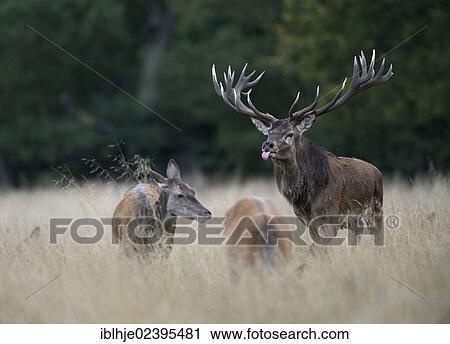 "Red Deer (Cervus elaphus), Denmark, Europe" View Large Photo Image Stock Image - "Red Deer (Cervus elaphus), Denmark, Europe". Fotosearch