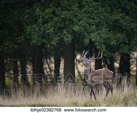 "Red Deer (Cervus elaphus), Denmark, Europe" View Large Photo Image Stock Photo - "Red Deer (Cervus elaphus), Denmark, Europe". Fotosearch