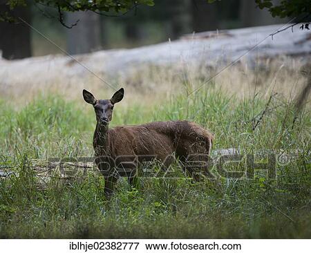 "Red Deer (Cervus elaphus), Denmark, Europe" View Large Photo Image Stock Photo - "Red Deer (Cervus elaphus), Denmark, Europe". Fotosearch