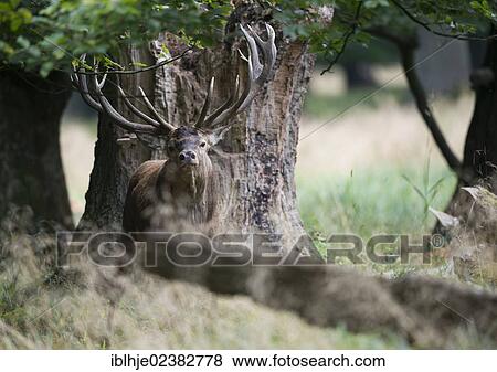 "Red Deer (Cervus elaphus), Denmark, Europe" View Large Photo Image Stock Photo - "Red Deer (Cervus elaphus), Denmark, Europe". Fotosearch