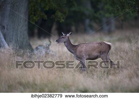 Stock Photo - "Red Deer (Cervus elaphus), Denmark, Europe". Fotosearch