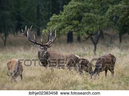 Stock Photo - "Red deer (Cervus elaphus), Denmark, Europe". Fotosearch