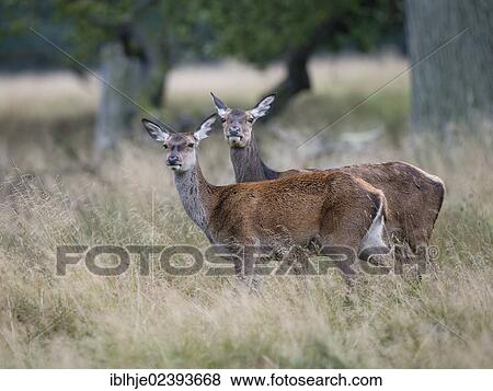 Stock Photo - "Red Deer (Cervus elaphus), Denmark, Europe". Fotosearch