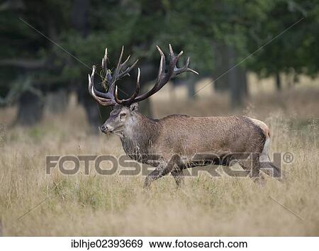 "Red Deer (Cervus elaphus), Denmark, Europe" View Large Photo Image Stock Photo - "Red Deer (Cervus elaphus), Denmark, Europe". Fotosearch