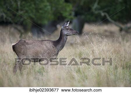 "Red Deer (Cervus elaphus), Denmark, Europe" View Large Photo Image Stock Photo - "Red Deer (Cervus elaphus), Denmark, Europe". Fotosearch