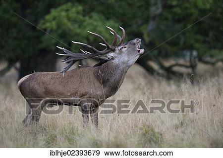 "Red Deer (Cervus elaphus), Denmark, Europe" View Large Photo Image Stock Photo - "Red Deer (Cervus elaphus), Denmark, Europe". Fotosearch
