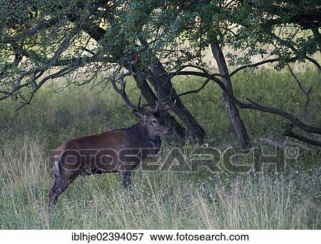 Stock Photo - "Red Deer (Cervus elaphus), Denmark, Europe". Fotosearch