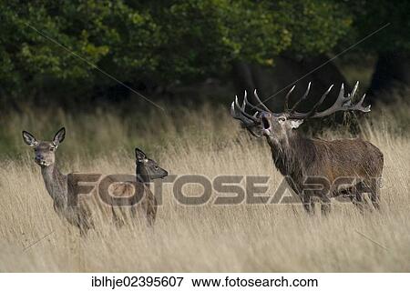 "Red Deer (Cervus elaphus), Denmark, Europe" View Large Photo Image Stock Photo - "Red Deer (Cervus elaphus), Denmark, Europe". Fotosearch
