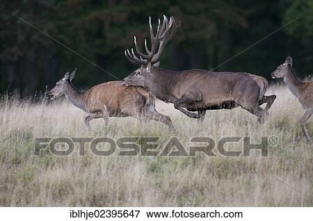 "Red Deer (Cervus elaphus), Denmark, Europe" View Large Photo Image Stock Photo - "Red Deer (Cervus elaphus), Denmark, Europe". Fotosearch