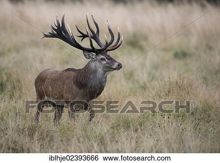 "Red Deer (Cervus elaphus), Denmark, Europe" View Large Photo Image Stock Photograph - "Red Deer (Cervus elaphus), Denmark, Europe". Fotosearch
