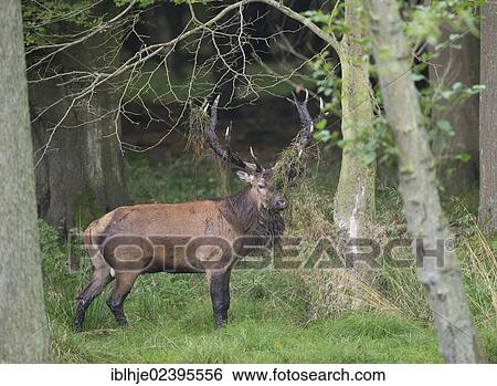 "Red Deer (Cervus elaphus), Denmark, Europe" View Large Photo Image Stock Photograph - "Red Deer (Cervus elaphus), Denmark, Europe". Fotosearch