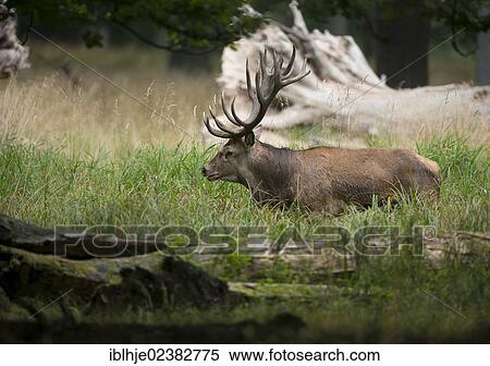 "Red Deer (Cervus elaphus), Denmark, Europe" View Large Photo Image Stock Photography - "Red Deer (Cervus elaphus), Denmark, Europe". Fotosearch