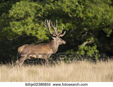 "Red Deer (Cervus elaphus), Denmark, Europe" View Large Photo Image Stock Photography - "Red Deer (Cervus elaphus), Denmark, Europe". Fotosearch