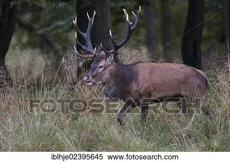 Stock Photography - "Red Deer (Cervus elaphus), Denmark, Europe". Fotosearch