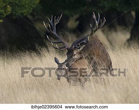 "Red Deer (Cervus elaphus) during mating, Denmark, Europe" View Large Photo Image Picture - "Red Deer (Cervus elaphus) during mating, Denmark, Europe". Fotosearch