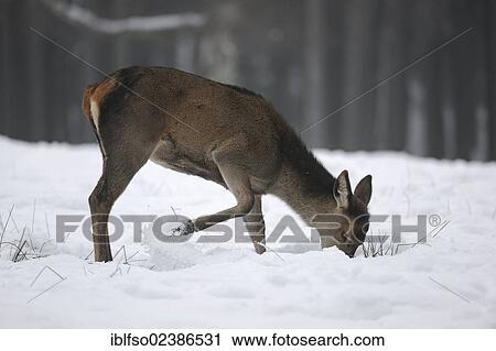 "Red Deer (Cervus elaphus), fawn looking for food under the snow in the time of need, state game reserve, Lower Saxony, Germany, Europe" View Large Photo Image Stock Image - "Red Deer (Cervus elaphus), fawn looking for food under the snow in the time of need, state game reserve, Lower Saxony, Germany, Europe". Fotosearch