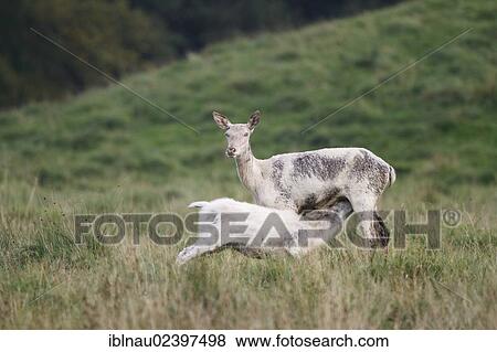 "Red deer (Cervus elaphus), fawn suckling, hind, Northern Denmark, Denmark, Europe" View Large Photo Image Stock Photo - "Red deer (Cervus elaphus), fawn suckling, hind, Northern Denmark, Denmark, Europe". Fotosearch