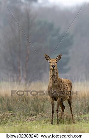 "Red deer (Cervus elaphus), female, in grass pasture and woodland, South Wales, United Kingdom, Europe" View Large Photo Image Stock Image - "Red deer (Cervus elaphus), female, in grass pasture and woodland, South Wales, United Kingdom, Europe". Fotosearch