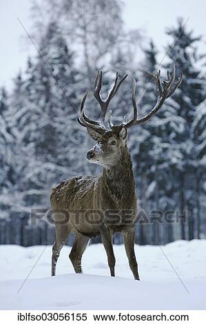 "Red Deer (Cervus elaphus), hart standing in the snow, captive, Lower Saxony, Germany, Europe" View Large Photo Image Stock Photography - "Red Deer (Cervus elaphus), hart standing in the snow, captive, Lower Saxony, Germany, Europe". Fotosearch