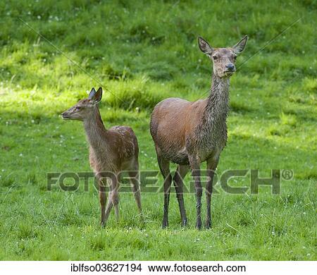 "Red Deer (Cervus elaphus), hind and fawn standing on a meadow, captive, Lower Saxony, Germany, Europe" View Large Photo Image Picture - "Red Deer (Cervus elaphus), hind and fawn standing on a meadow, captive, Lower Saxony, Germany, Europe". Fotosearch