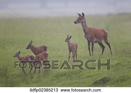 "Red Deer (Cervus elaphus), hind and four calves, creche standing in misty meadow, Suffolk, England, United Kingdom, Europe" View Large Photo Image Stock Image - "Red Deer (Cervus elaphus), hind and four calves, creche standing in misty meadow, Suffolk, England, United Kingdom, Europe". Fotosearch