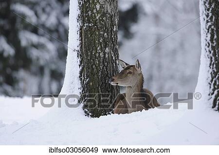 "Red Deer (Cervus elaphus), hind in a winter coat, lying in the snow, captive, Lower Saxony, Germany, Europe" View Large Photo Image Stock Photo - "Red Deer (Cervus elaphus), hind in a winter coat, lying in the snow, captive, Lower Saxony, Germany, Europe". Fotosearch