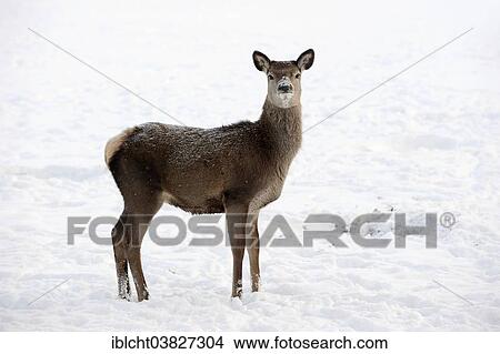 Picture - "Red Deer (Cervus elaphus), hind in winter, captive, North Rhine-Westphalia, Germany, Europe". Fotosearch