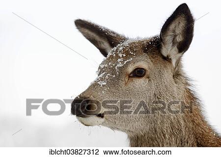 "Red Deer (Cervus elaphus), hind in winter, portrait, captive, North Rhine-Westphalia, Germany, Europe" View Large Photo Image Stock Image - "Red Deer (Cervus elaphus), hind in winter, portrait, captive, North Rhine-Westphalia, Germany, Europe". Fotosearch