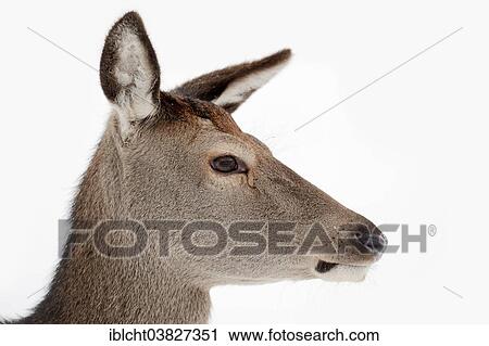 Stock Image - "Red Deer (Cervus elaphus), hind in winter, portrait, captive, North Rhine-Westphalia, Germany, Europe". Fotosearch