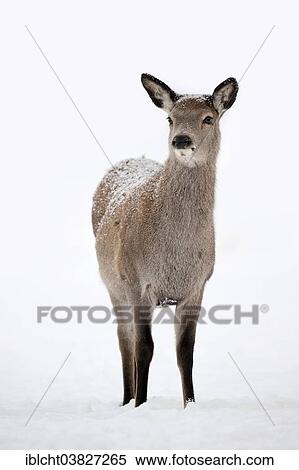 "Red Deer (Cervus elaphus), hind in winter, captive, North Rhine-Westphalia, Germany, Europe" View Large Photo Image Stock Photography - "Red Deer (Cervus elaphus), hind in winter, captive, North Rhine-Westphalia, Germany, Europe". Fotosearch