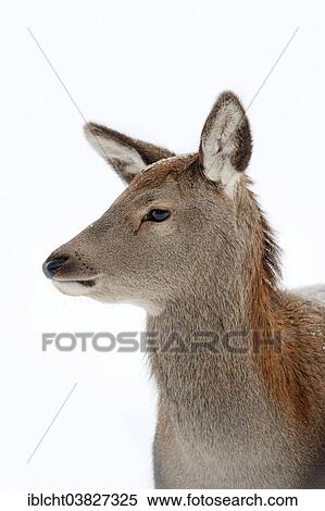 Stock Photography - "Red Deer (Cervus elaphus), hind in winter, portrait, captive, North Rhine-Westphalia, Germany, Europe". Fotosearch