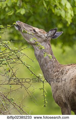 "Red Deer (Cervus elaphus), hind, close-up of head and neck, browsing on bramble leaves, Minsmere RSPB Reserve, Suffolk, England, United Kingdom, Europe" View Large Photo Image Stock Image - "Red Deer (Cervus elaphus), hind, close-up of head and neck, browsing on bramble leaves, Minsmere RSPB Reserve, Suffolk, England, United Kingdom, Europe". Fotosearch
