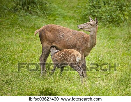 "Red Deer (Cervus elaphus), hind suckling fawn on a meadow, captive, Lower Saxony, Germany, Europe" View Large Photo Image Stock Image - "Red Deer (Cervus elaphus), hind suckling fawn on a meadow, captive, Lower Saxony, Germany, Europe". Fotosearch