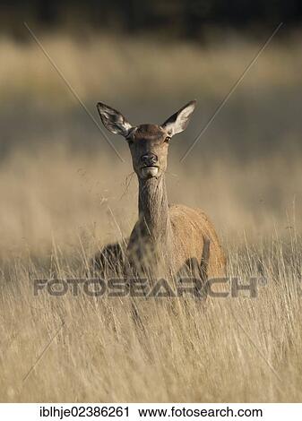 "Red deer (Cervus elaphus), hind, Denmark, Europe" View Large Photo Image Stock Image - "Red deer (Cervus elaphus), hind, Denmark, Europe". Fotosearch