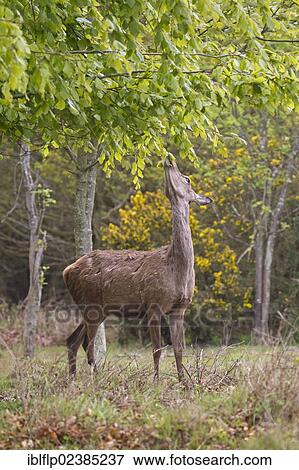 "Red Deer (Cervus elaphus), hind, browsing on tree leaves, Minsmere RSPB Reserve, Suffolk, England, United Kingdom, Europe" View Large Photo Image Stock Photo - "Red Deer (Cervus elaphus), hind, browsing on tree leaves, Minsmere RSPB Reserve, Suffolk, England, United Kingdom, Europe". Fotosearch