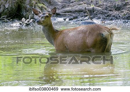 "Red Deer (Cervus elaphus), hind cooling off in the water, captive, Bavaria, Germany, Europe" View Large Photo Image Stock Photo - "Red Deer (Cervus elaphus), hind cooling off in the water, captive, Bavaria, Germany, Europe". Fotosearch