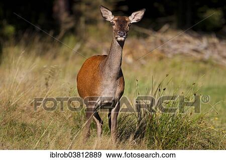 Stock Photo - "Red Deer (Cervus elaphus), hind, Thuringian Forest, Thuringia, Germany, Europe". Fotosearch