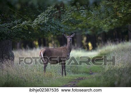"Red deer (Cervus elaphus), hind, Denmark, Europe" View Large Photo Image Stock Photography - "Red deer (Cervus elaphus), hind, Denmark, Europe". Fotosearch