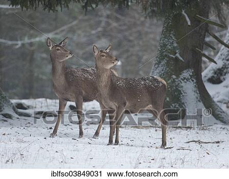 "Red Deer (Cervus elaphus), hinds in their winter coats standing in the snow, captive, Bavaria, Germany, Europe" View Large Photo Image Stock Image - "Red Deer (Cervus elaphus), hinds in their winter coats standing in the snow, captive, Bavaria, Germany, Europe". Fotosearch