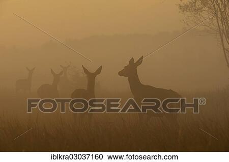 "Red deer (Cervus elaphus), hinds in the morning mist, Danube-Auen, Muhlleiten, Lower Austria, Austria, Europe" View Large Photo Image Stock Image - "Red deer (Cervus elaphus), hinds in the morning mist, Danube-Auen, Muhlleiten, Lower Austria, Austria, Europe". Fotosearch