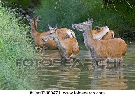 "Red Deer (Cervus elaphus), hinds cooling off in the water, captive, Bavaria, Germany, Europe" View Large Photo Image Stock Image - "Red Deer (Cervus elaphus), hinds cooling off in the water, captive, Bavaria, Germany, Europe". Fotosearch